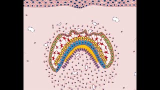 Development of Tooth  Part 4 Morphological stages  Bell stage [upl. by Gannes452]