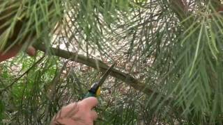 How to Prune Grevilleas  Australian Native Plants  Pruning Grevilleas [upl. by Nosneh382]