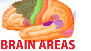 Functional Brain Areas  Brain Anatomy Cortex [upl. by Aleakam]