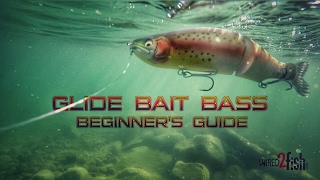 Glide Bait Fishing Bass A Beginners Guide [upl. by Nedyah310]