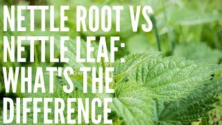 Nettle Leaf vs Nettle Root What Are The Differences [upl. by Wende]