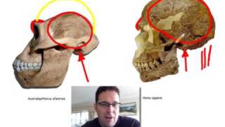 Skullcast comparison of hominin skulls [upl. by Atiruam]