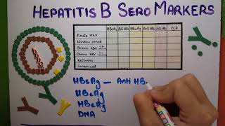 hepatitis B Serology explained [upl. by Odille662]