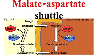 Malate aspertate shuttle [upl. by Nohsad]