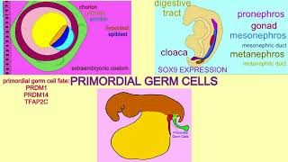 primordial germ cells [upl. by Ilonka]