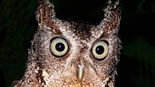 Eastern Screech Owl  Sound Call Sound Voice Hooting And Other Noises Made by the Bird [upl. by Morel]