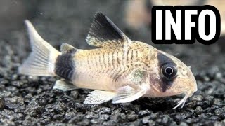 Panda Cory Catfish Care  Corydoras Guide [upl. by Ellehsal614]