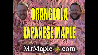 ORANGEOLA JAPANESE MAPLE  JAPANESE MAPLES [upl. by Akoyn]