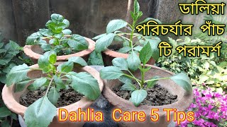 Growing Dahlias from Cuttings 5 tips [upl. by Nohsar582]