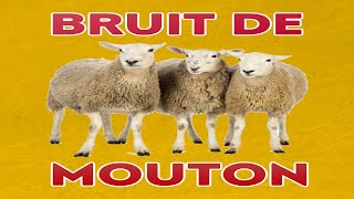 bruit de MOUTON 🐏 bêlement [upl. by Trevor465]