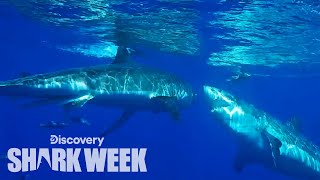 Great White Attacks Another Shark  Shark Week [upl. by Rebeh]