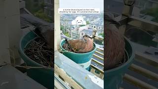 A woman supported a mother turtle dove in raising her chicks [upl. by Leyameg655]