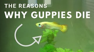 3 Reasons Why Guppies Die [upl. by Foushee106]