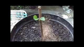 How To Grow Fruit Trees From Cuttings By Rick Gunter [upl. by So]