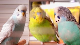 Parakeet Sounds  Budgies singing [upl. by Ainoz]