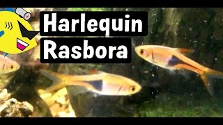 Harlequin Rasbora Fish Profile Easy Freshwater Fish [upl. by Modnar]