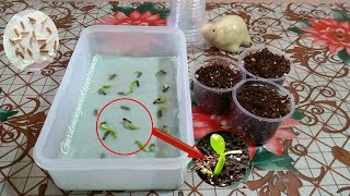 Grow Adenium Seeds On Tissue Paper  Repotting Adenium Seedlings [upl. by Intosh531]