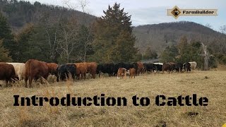 Introduction to cattle [upl. by Nahshunn]