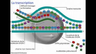 De lADN à lARNm [upl. by Jovita]