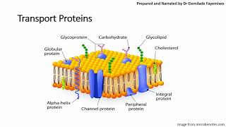 Chapter 41 Cell Membranes and Transport Phospholipids and Cell Signaling [upl. by Aisyle357]