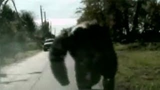 Crazy Chimp Atttack Caught On Tape [upl. by Lundeen]