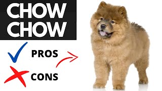 Chow Chow Pros And Cons SHOCKING [upl. by Nodnarbal]