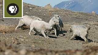 Wolf Pack Teams Up to Fight Off Intruder [upl. by Schaefer]