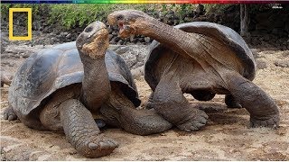 National Geographic  Turtle vs Tortoise  BBC Documentary [upl. by Ecadnak]