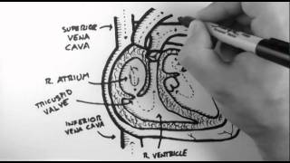 Anatomy of the Heart [upl. by Nylsaj678]