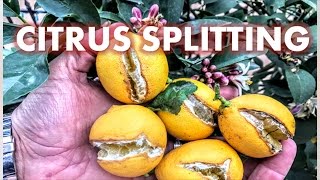 CITRUS FRUIT SPLITTING  FOUR 4 FACTORS amp HOW TO MINIMIZE RISKS [upl. by Aleka]