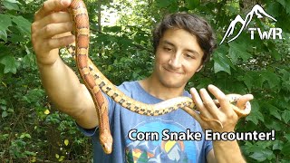 The Corn Snake Everything You Need To Know 4K [upl. by Chaffin652]