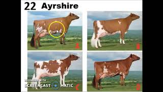 Dairy Cattle Breeds [upl. by Idnahc134]