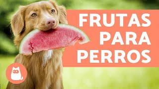 Las MEJORES FRUTAS para PERROS  Beneficios y dosis [upl. by Dusen]