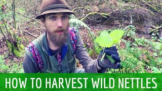 How to Harvest Wild Stinging Nettles  Harmonic Arts [upl. by Lower]