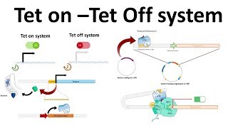 Tet on Tet off system [upl. by Joletta182]