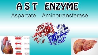 aspartate aminotransferase Enzyme  Clear Over View [upl. by Nahtanaj]