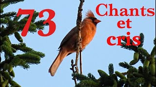 73 Oiseaux du Québec chants et cris [upl. by Longfellow]