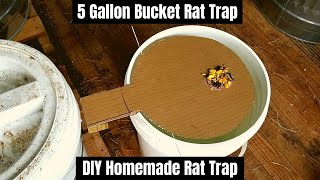 5 Gallon Bucket Rat Trap  DIY Homemade Rat Trap [upl. by Amersham]