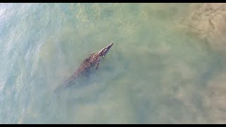 Crocodile Swims Through A Surf Break In Costa Rica [upl. by Bonine687]