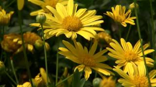 Bush daisy produces abundant yellow flowers [upl. by Gorlin152]