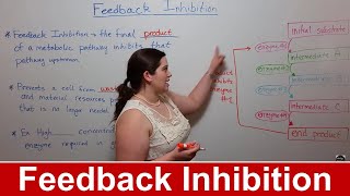 Feedback Inhibition [upl. by Anaihs]