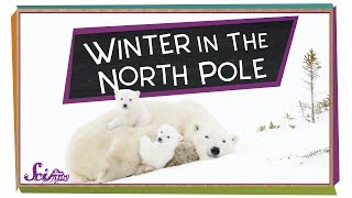 Winter at the North Pole  Winter Science  SciShow Kids [upl. by Ydac]