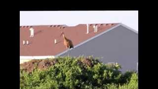 Sandhill Crane distress calls [upl. by Bouzoun]