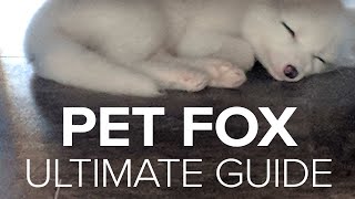 Adorable Baby Foxes  How to Get a Pet Fox [upl. by Tallou845]