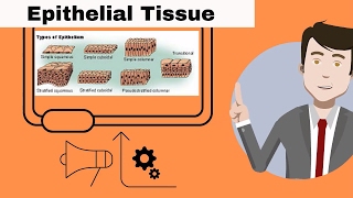 Epithelial Tissue for beginners [upl. by Edge689]