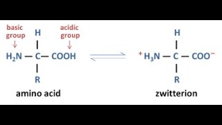 Amino Acid Zwitterion [upl. by Mighell]