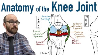 Knee joint structure and actions [upl. by Darcy]