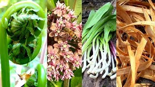 Wild Food Foraging Season 3 Milkweed Tree Cambium Fiddlehead Pine Cattail Evergreens Birch [upl. by Emanuele5]