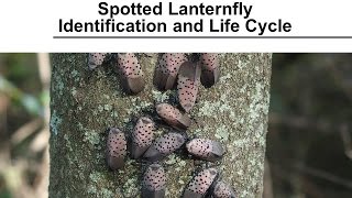 Spotted Lanternfly  Identification and Life Cycle [upl. by Pritchard746]