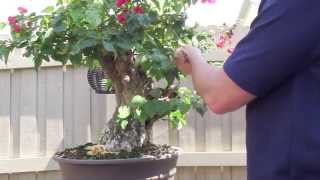 How to Bonsai  Bougainvillea Restyling the Tree [upl. by Demetris329]